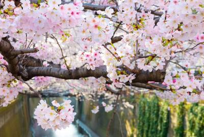 Experiencia en línea de la temporada de cerezos en flor "Hanami" Experiencia en línea de la temporada de cerezos en flor