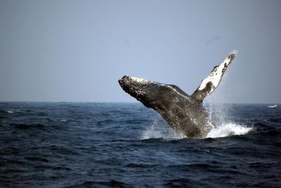 Gran avistamiento de ballenas en las islas Kerama y la isla Zamami Gran avistamiento de ballenas en las islas Kerama y la isla Zamami