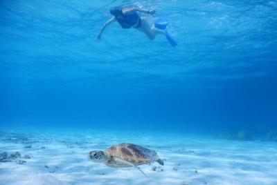 Snorkel de tortugas marinas en las islas Kerama y la isla Zamami Snorkel de tortugas marinas en las islas Kerama y la isla Zamami