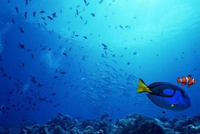 Transferencia compartida Tokyo DisneySea: de Tokio a DisneySea (O