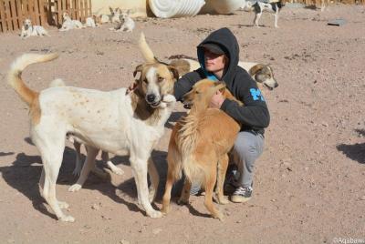 Experiencia de conservación del refugio para perros de Aqaba
