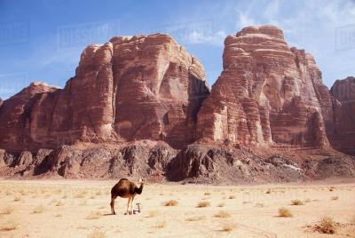 Tour de un día por Wadi Rum Tour de un día por Wadi Rum