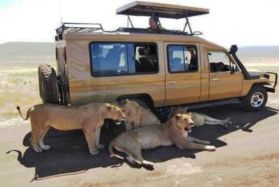 8 días, 7 noches - Lago Nakuru, Masai Mara, Naivasha y el Parque  8 días, 7 noches - Lago Nakuru, Masai Mara, Naivasha y el Parque