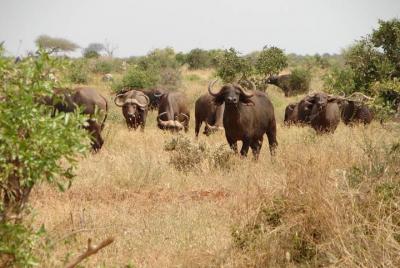 1 día de Tsavo East Safari: