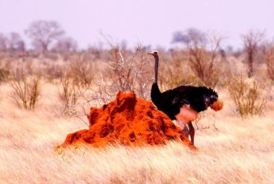 3 días (2 noches); Tsavo East & West Safari: