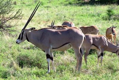 Safari de 2 días al parque nacional Tsavo East y al santuario de 