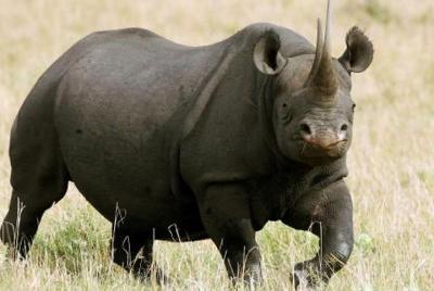 Amante de la naturaleza privada Vegan Safari 7 días y 6 noches Ke Amante de la naturaleza privada Vegan Safari 7 días y 6 noches Ke