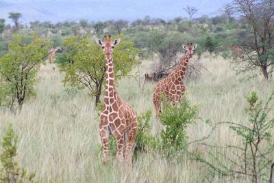 Parque Nacional Tsavo East 3 días: campamento Sentrim y valle del
