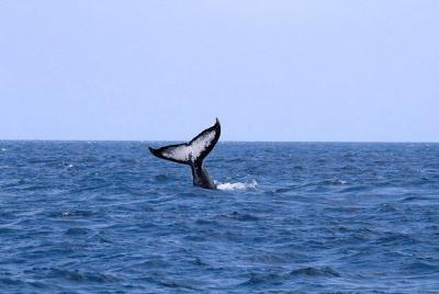 5 días 4 noches Watamu Holiday Vacation