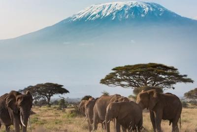 Traslado privado desde el aeropuerto de Malindi (MYD) a la ciudad