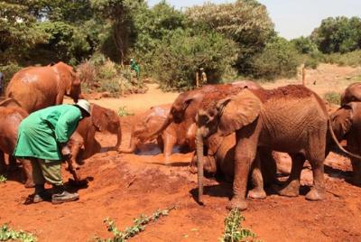 Tour de medio día por Nairobi, orfanato de elefantes, centro de j