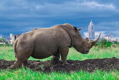 Excursión de medio día al Parque Nacional de Nairobi desde Nairob