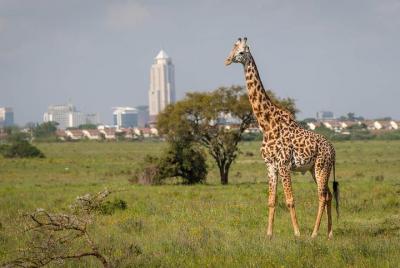 Tour de medio día al parque nacional de Nairobi y al centro de ji