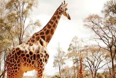 Tour de un día al parque nacional de Nairobi, orfanato de elefant