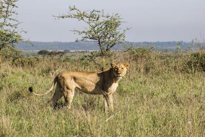 Visita guiada de 1 día a Nairobi con parque, visita guiada al cen