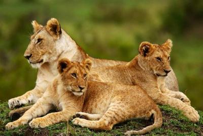 Parque Nacional de Nairobi, Orfanato de Elefantes, Centro Jirafa 