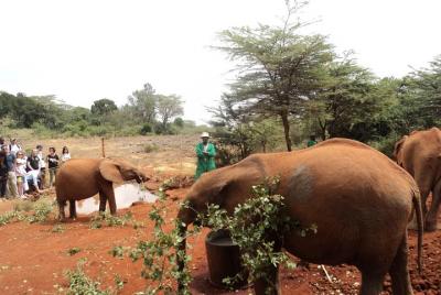 Excursión al orfanato de elefantes desde Nairobi con centro de ji