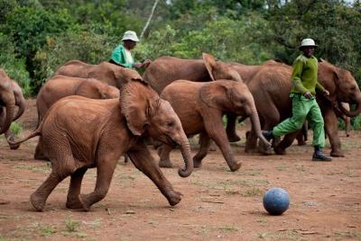 Excursión de medio día al orfanato de elefantes David Sheldrick, 