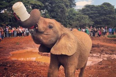 Excursión de un día desde los elefantes bebés de Nairobi, el cent