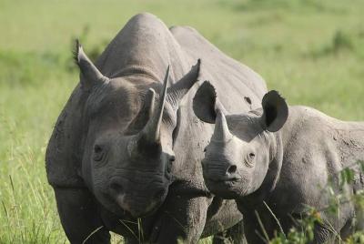 Tour al Parque Nacional Nairobi