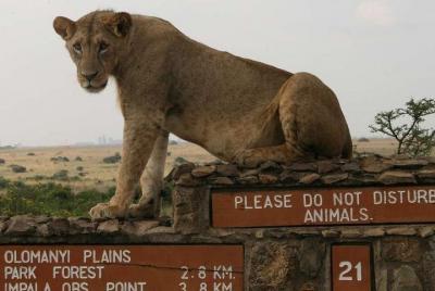 Parque Nacional de Nairobi, Orfanato de Elefantes, Visita Guiada 
