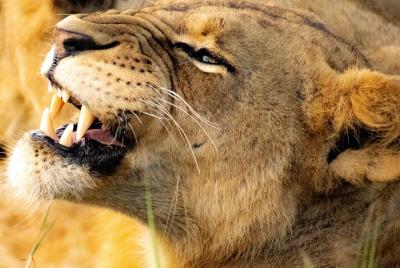 Safari por la mañana en el Parque Nacional de Nairobi