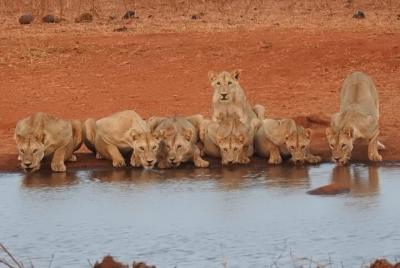 Tour de medio día al Parque Nacional de Nairobi con recogida