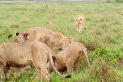 Excursión guiada de día completo a lo mejor de la ciudad de Nairo