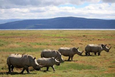Safari de 3 días: Masai Mara