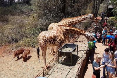 Half Day Giraffe Center Nairobi