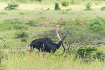 Parque nacional, David se despojó de Rick y Giraffe center day to Parque nacional, David se despojó de Rick y Giraffe center day to
