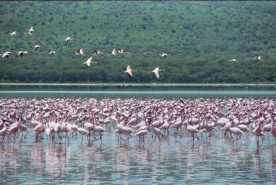 Excursión de un día al Parque Nacional del Lago Nakuru desde Nair