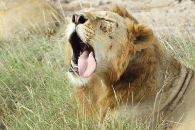 Tour por el parque nacional de Nairobi