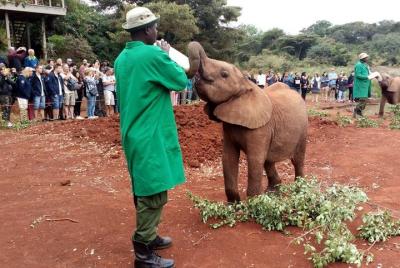 Tour de medio día por Nairobi incluyendo el parque nacional y Dav