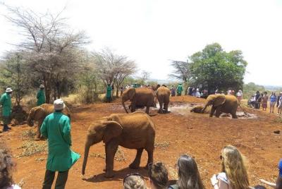 Visita al orfanato de elefantes (David Sheldrick)