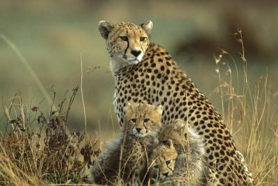 Parque Nacional de Nairobi Elephant Orpanage Giraffe center y kar