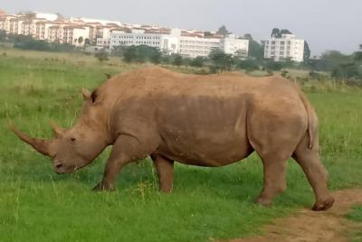 Excursión de un día a Karen Blixen, Giraffe Center, Baby Elephant Excursión de un día a Karen Blixen, Giraffe Center, Baby Elephant