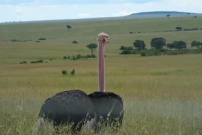 Tour de medio día al Parque Nacional Nairobi