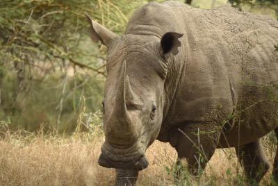 Lo más destacado de Nairobi Tour Atracciones con almuerzo y todas