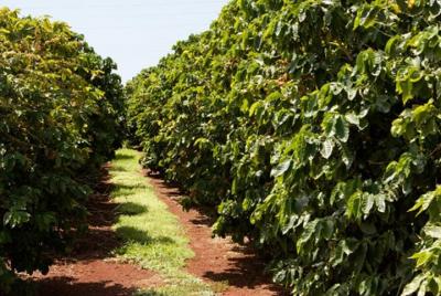 Nairobi tour de un día a la finca de café