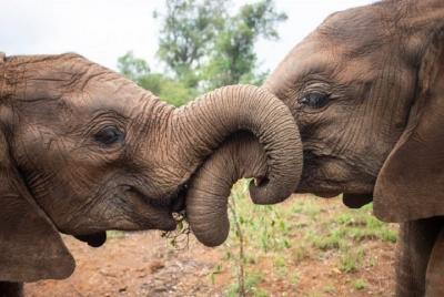 Tour privado de 2 horas en David Sheldrick Wildlife Trust Nairobi