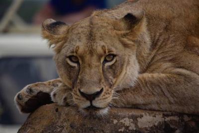 QUÉ HACER EN NAIROBI: Parque nacional de Nairobi / Centros de ele