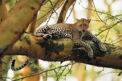 Excursión guiada de medio día al parque nacional de Nairobi