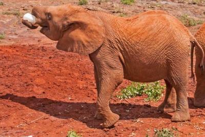Centro de orfanatos y jirafas de elefantes de medio día