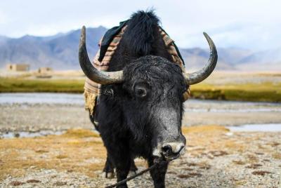 Lo más destacado de Tayikistán Lo más destacado de Tayikistán