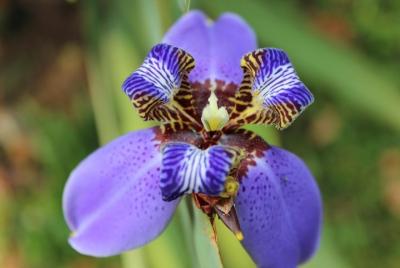 Sin colas: entrada al jardín botánico Pha Tad Ke