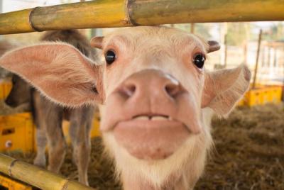 Full day Laos Buffalo Dairy y cascadas de Kuang Si