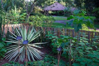 Medio día- Sabiduría de la flora de Laos