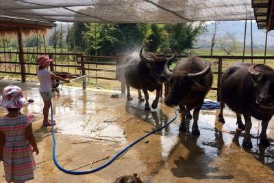 Laos Buffalo Dairy Farm Experience y Kuang Si Waterfall Tour de m