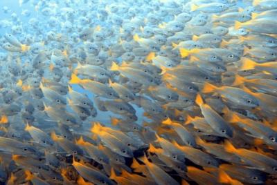 Curso PADI Advanced Open Water Diver Curso PADI Advanced Open Water Diver